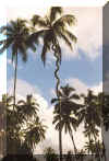 palm.jpg (35385 bytes)