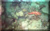 reef1.jpg (58503 bytes)