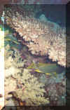 reef2.jpg (35904 bytes)