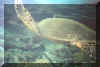 turtle1.jpg (44033 bytes)