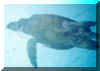 turtle3.jpg (28229 bytes)