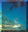 turtle4.jpg (26701 bytes)