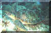 turtle5.jpg (55002 bytes)