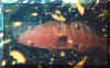 hur94grouper1.jpg (44105 bytes)