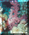 hur94softcoral1.jpg (47230 bytes)
