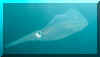 hur94squid.jpg (17200 bytes)